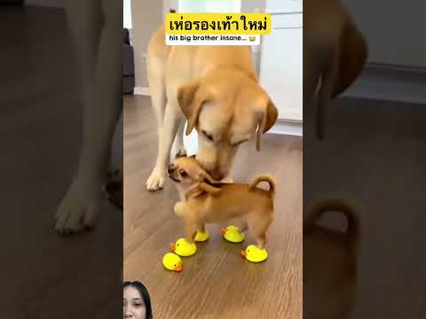 เด็กห่อรองเท้าใหม่ #dog #pets #animals #puppy #funny #สุนัข #สัตว์โลกน่ารัก #youtubeshorts #shorts