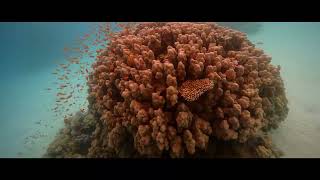 Protecting Saudi Arabia's land and sea