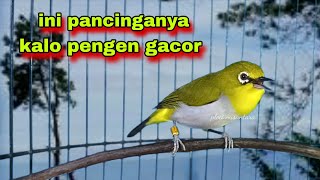 Download lagu Suara Burung Pleci Gacor Ngalas || Pleci Ngalas || Pleci Gacor || Pleci Nembak || Pleci Bustomi mp3 Download lagu Suara Burung Pleci Gacor Ngalas || Pleci Ngalas || Pleci Gacor || Pleci Nembak || Pleci Bustomi mp3