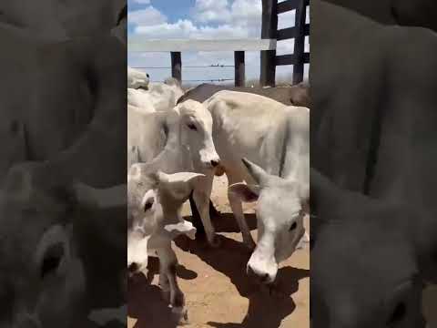 16 Novilhotes: 3.500 reais cada em Vista Serrana/ Paraíba. Whatsapp 84 99810 2784*#gado