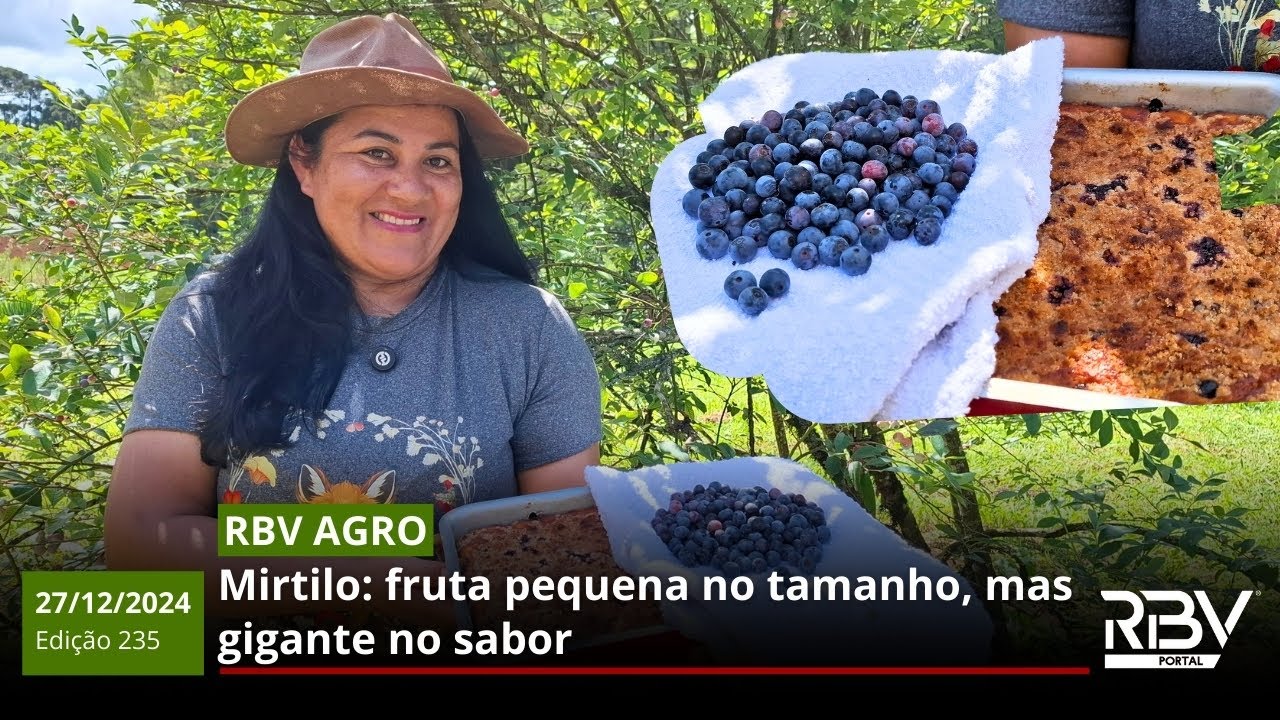RBV Agro 235: Mirtilo, fruta pequena no tamanho, mas gigante no sabor
