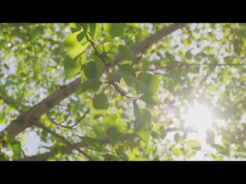 First Coast News Investigates | Odor complaints at fragrance factory date back years