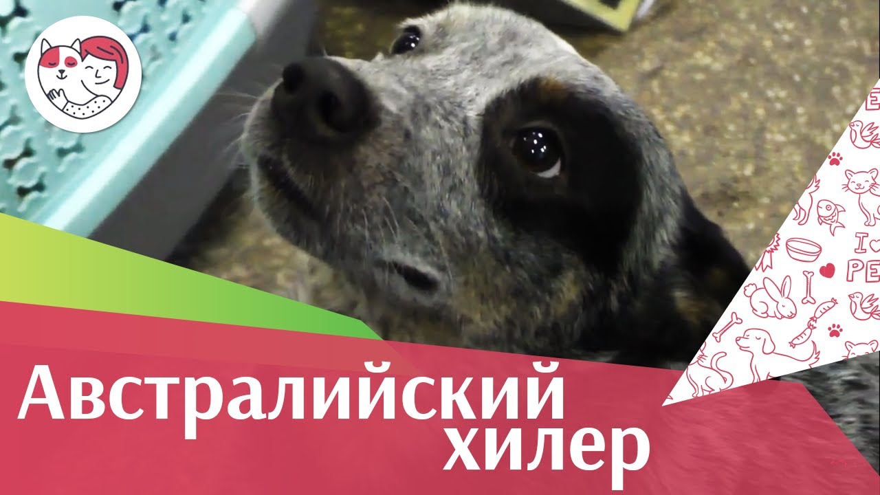 Австралийский хилер на ilikepet. Особенности породы, уход