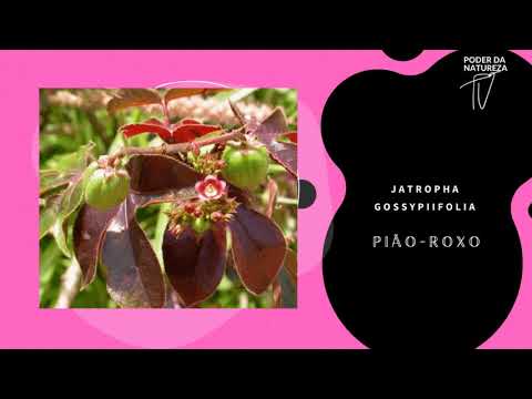 , title : 'Jatropha Gossypiifolia  Pião-Roxo - Surpreendentes Propriedades Curativas e Medicinais (TUDO)!'