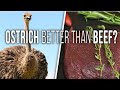 Cooking And Tasting OSTRICH STEAKS