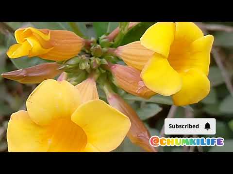 #@chumkilife☘️❣️☘️❣️☘️❣️☘️🙏🙏🙏🙏🙏☘️☘️☘️☘️☘️☘️☘️☘️☘️☘️☘️❣️☘️☘️☘️☘️☘️☘️☘️☘️☘️