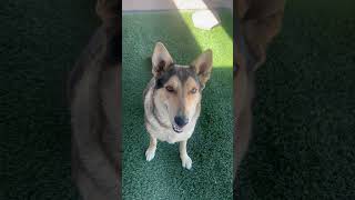 Video preview image #1 German Shepherd Dog-Unknown Mix Puppy For Sale in phoenix, AZ, USA