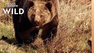 Grizzly Bear 101 | Nat Geo Wild by Nat Geo WILD