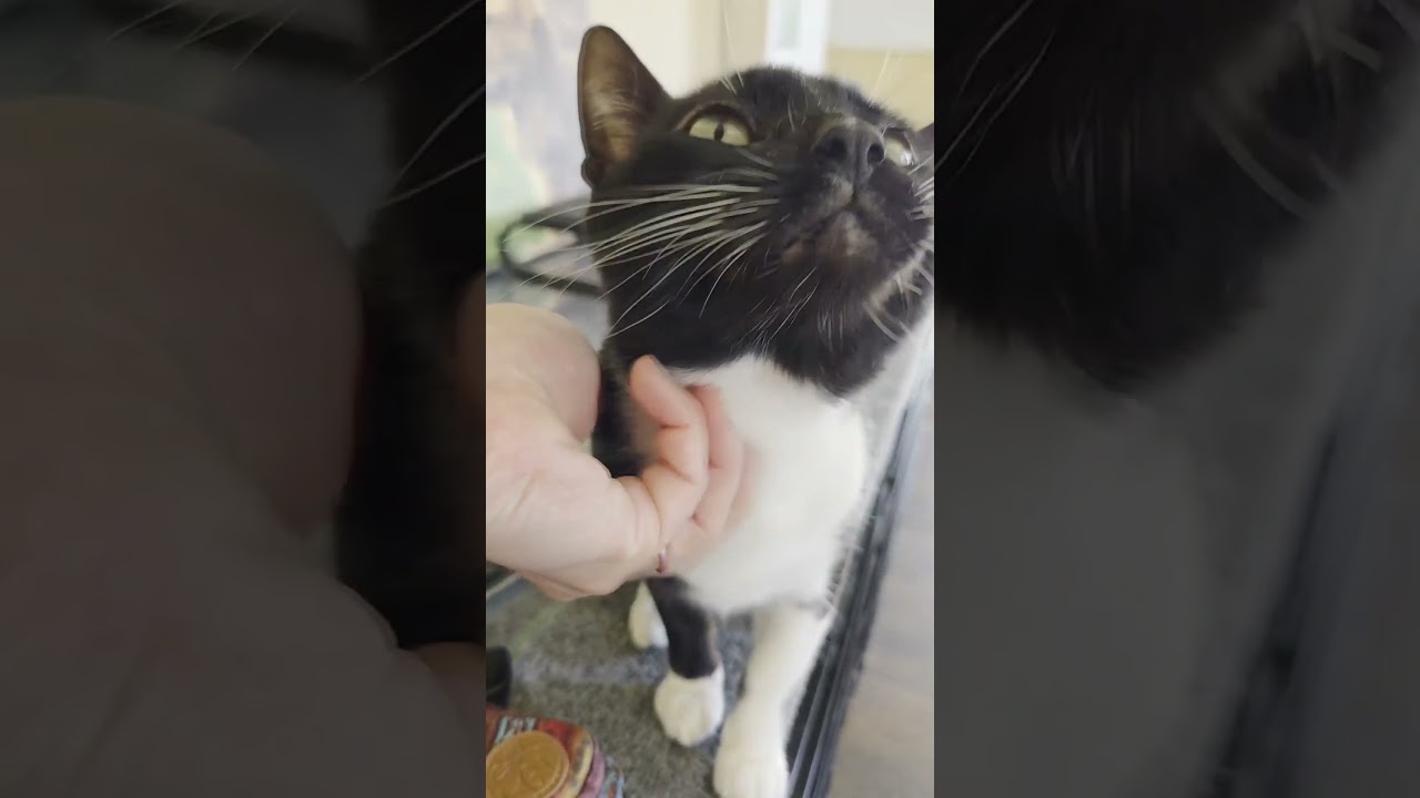 Enlarge Gimli, a Adoptable Domestic Short Hair in Allyn, WA video 6/6