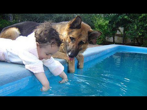 When Your Dog Becomes The Trusted Nanny - Cute dog and little human