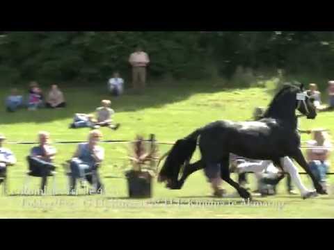 It Fryske GreidHynder Drachten 2016