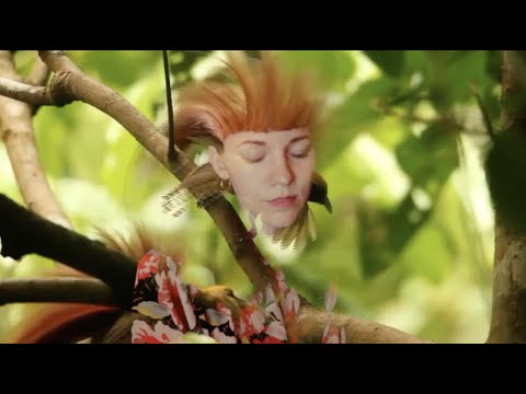 MEIMUNA - Les Oiseaux de Paradis