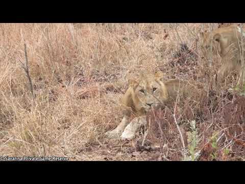 Othawa Young Males - 28 July 2020