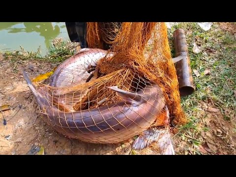 Amazing Most Satisfying Cast Net Fishing Video - Traditional Net Catch Fishing in The Village -Part1