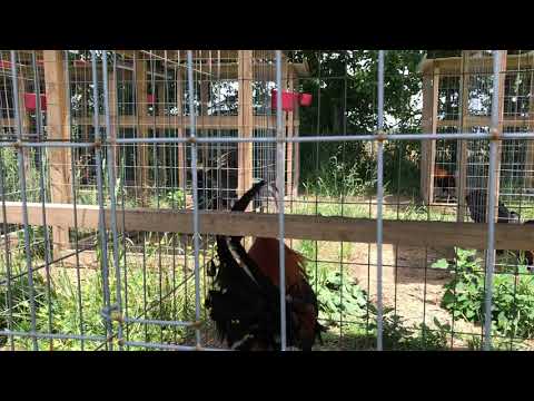 Yellow leg hatch cross Kelso