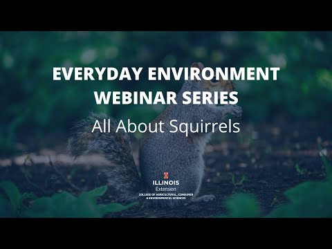 All About Squirrels, Everyday Environment