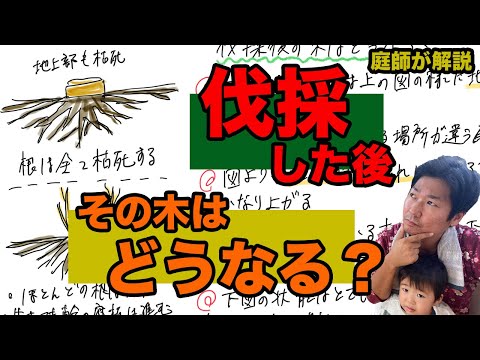 木の象徴について詳しく解説