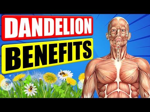 Dandelion Extract Powder