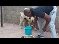 Top 4 Pitbull By Mshengu The God S Army