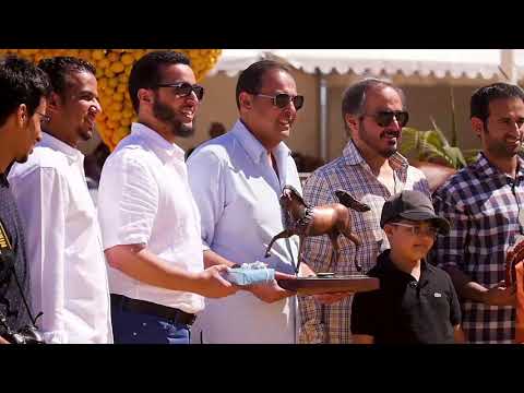 ALSAYED STUD MENTON 2017 TRIBUTES