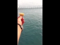 Seagull Frenzy