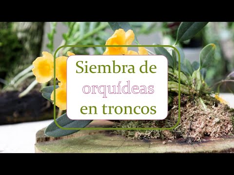 , title : 'Siembra de orquídeas en troncos | Alma del bosque'