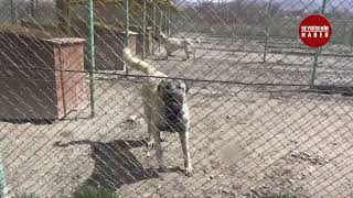 Safkan Kangal köpeği satın almak için en az 1 yıl bekliyorlar