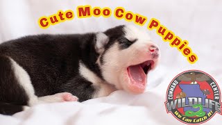 preview picture of video 'Cute Baby Moo Cow Puppies Crying'