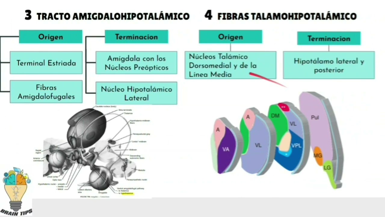 HIPOTÁLAMO: Núcleos hipotalámicos, Conexiones del hipotálamo. #Hipotalamo.