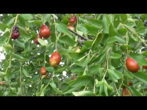 園芸 ナツメの木、明日の果樹