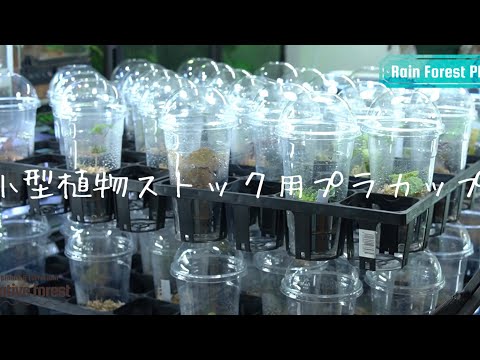 ピラミッド型ポプラ、柱状ポプラ 植物