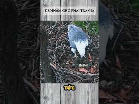 ĐẺ NHẦM CHỖ PHẢI TRẢ GIÁ