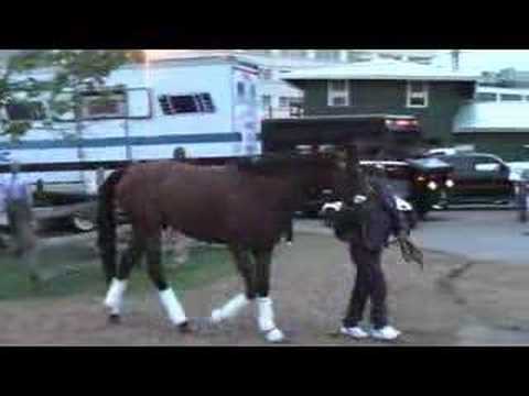 2008 PREAKNESS STAKES - BIG BROWN ARRIVES!