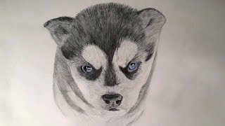 Смотреть онлайн Как нарисовать красивого щенка хаски карандашом