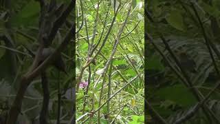 Download lagu Lure Red-headed Wren, Moss Wren on the side of the road using mp3 cellphone lure sounds #shorts mp3