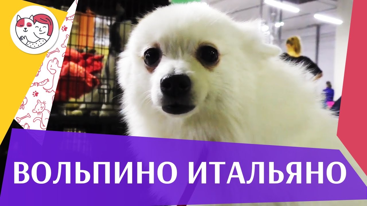 Вольпино итальяно на ilikepet. Особенности породы, уход