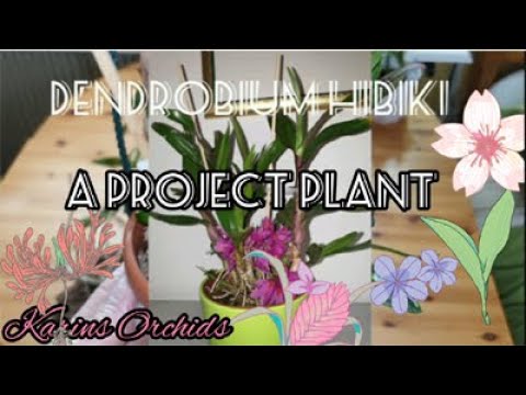 My project Orchid - Dendrobium Hibiki