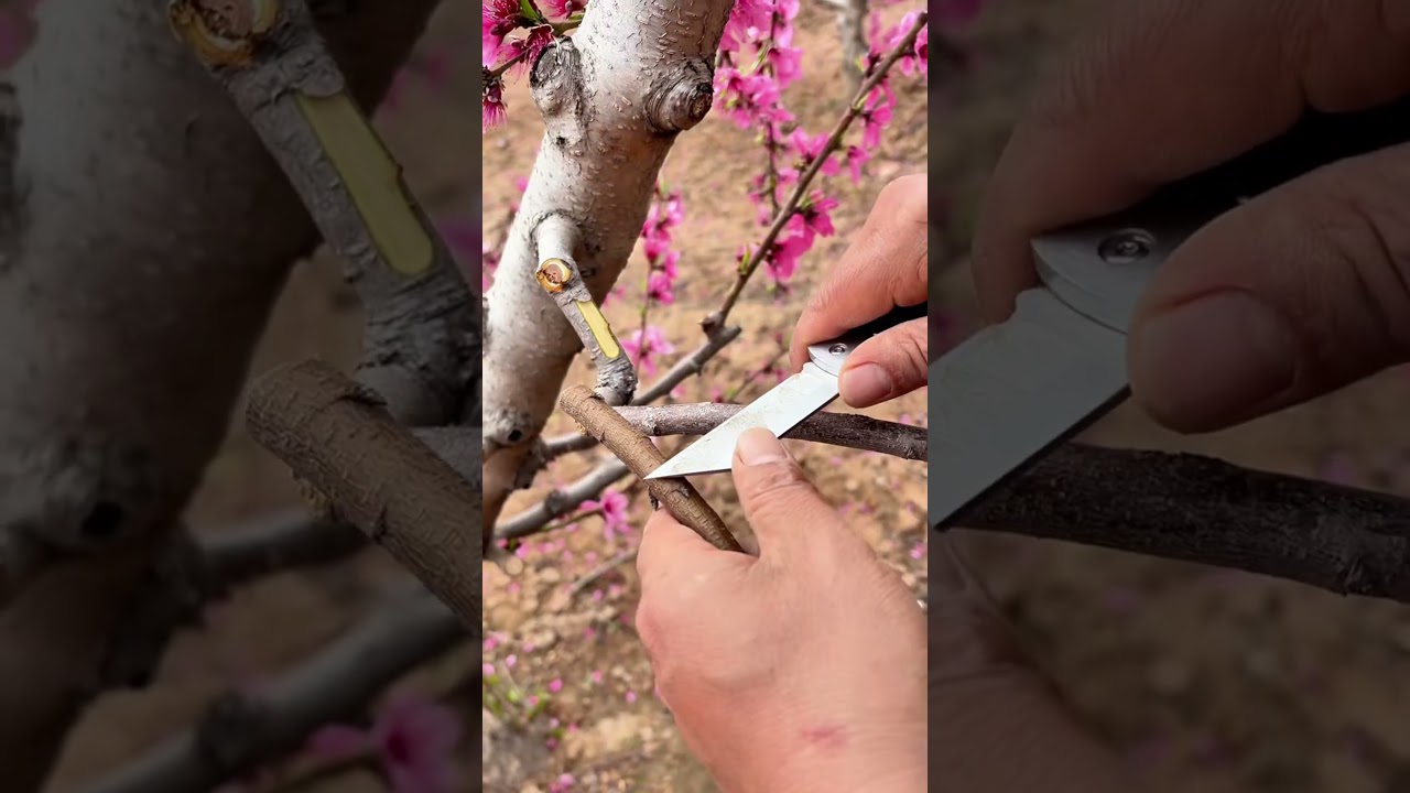 Fruit Tree Spring Graft｜Injerto Árbol Frutal｜春果樹接ぎ木｜봄 과일나무 접목 #plants
