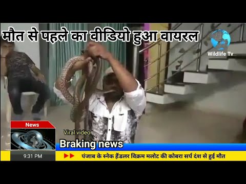 विक्रम मलौत की मौत कैसे हुई, रियल वीडियो हुआ वायरल Cobra bite se vikram malout inki mout ho gai