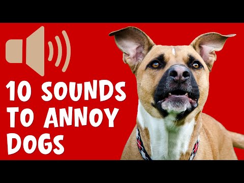 10 Annoying Sounds That Dogs Hate