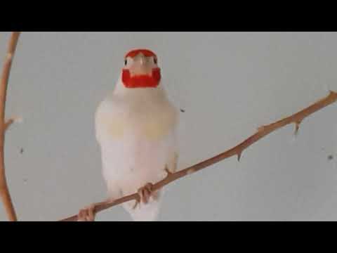 download lagu mp3 mp4 Albino Goldfinch, download lagu Albino Goldfinch gratis, unduh video klip Albino Goldfinch