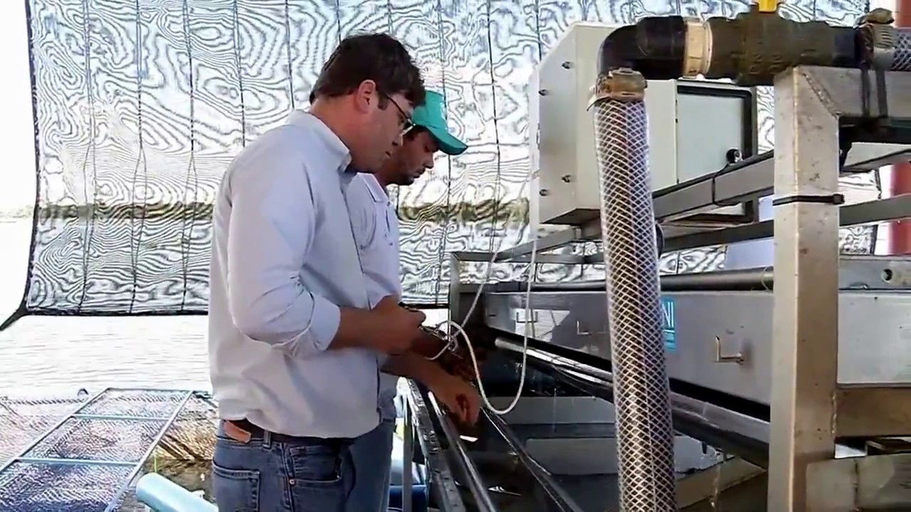 Vacinação em Tilápias: benefícios para todos