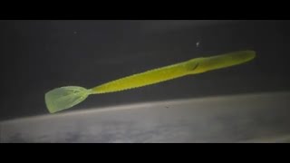 Delalande Long Bass Worm 18cm Mojito
