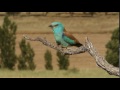 Male of European roller. Coracias garrulus