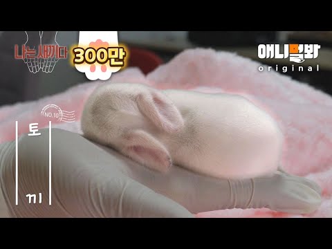태어난지 10일된 아기토끼
