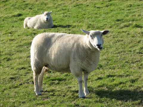 The Cheapers and the incredible Hochzeitsband - Mu