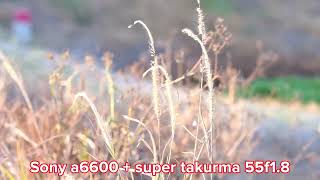 Lens pentax super takurma 55f1.8 + Sony A6600