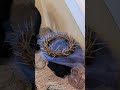 Make the Season of Lent meaningful!! - Transform Crown of thorns to acts of Charity!!