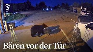 Rekord an Bärensichtungen in Colorado – Trockenheit treibt Bären in Siedlungen