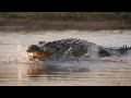Leon And Cat Vs Crocodile